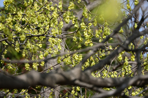 002_250314027 X900 保土ヶ谷公園 トサミズキ Z50 Z18-140.jpg