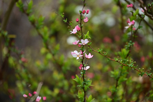 020_250314106 X900 ◎保土ヶ谷公園 ピンクのユキヤナギ Z50 Z18-140.jpg