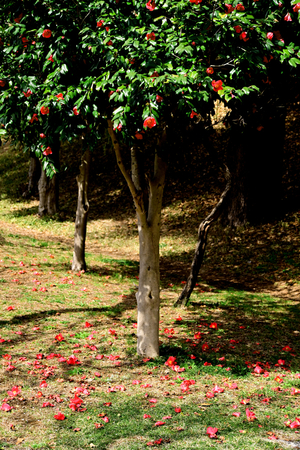 010_250314050 X900 ◎保土ヶ谷公園 ユキヤナギ Z50 Z18-140.jpg