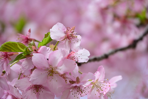 024_250314127 X900 ◎保土ヶ谷公園 Z50 Z18-140.jpg