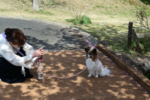 028_25031137 X900 〇パピヨン 保土ヶ谷公園 Z50 Z18-140.jpg