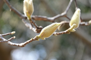 008_250314038tm X900 〇保土ヶ谷公園 ハクモクレン Z50 Z18-140.jpg
