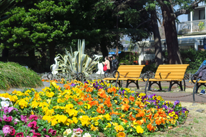 008_250321045 X900 〇第一花壇 日比谷公園 G7X.jpg
