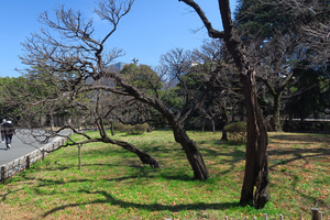 010_250321055 X900 〇梅林 日比谷公園 G7X.jpg