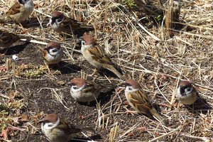 004_250321023 X900 〇日比谷交差点 日比谷公園 G7X.jpg