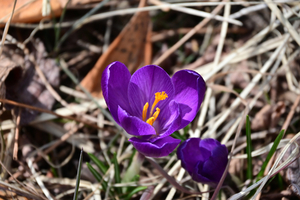 004_25031020 X900 〇保土ヶ谷公園  クロッカス Z50 Z18-140.jpg