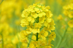 001_250314004 X900 〇峰岡公園 Z50 Z18-140.jpg