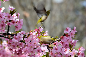 030_250314157tm X900 ▲保土ヶ谷公園 河津桜 メジロ Z50 Z18-140.jpg