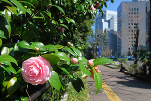 003_250321012m X900 〇日比谷通り 日比谷公園 G7X.jpg