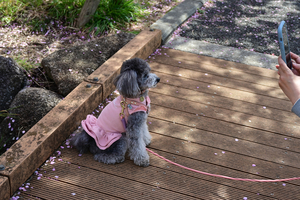 027_250314135 X900 〇保土ヶ谷公園 Z50 Z18-140.jpg