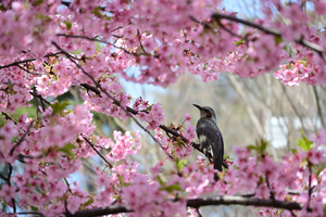 032_250314174 X900 ◎保土ヶ谷公園 河津桜 ヒヨドリ Z50 Z18-140.jpg