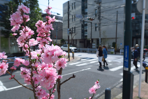 016_250327048 X900 保土ヶ谷区役所 モモ G7X.jpg