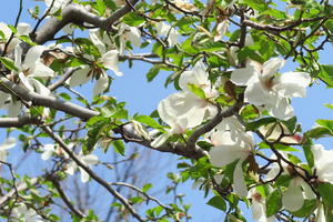 017_250327053 X900 保土ヶ谷区役所 コブシ G7X.jpg