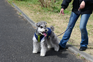023_250314117 X900 〇保土ヶ谷公園 テリア シュナウザー Z50 Z18-140.jpg