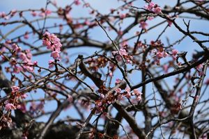 014_250314075 X900 〇保土ヶ谷公園 玉光枝垂 Z50 Z18-140.jpg