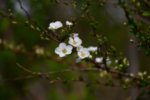 009_250314043 X900 〇保土ヶ谷公園 ユキヤナギ Z50 Z18-140.jpg