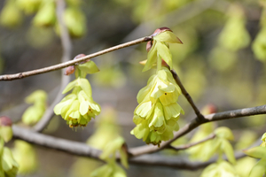 003_250314018 X900 〇保土ヶ谷公園 トサミズキ Z50 Z18-140.jpg