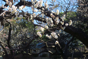 003_250221021 X900 〇梅園 日比谷公園 G7X.jpg