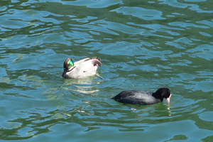 010_250221081 X900 ◎お濠 ヨシガモ G7X.jpg