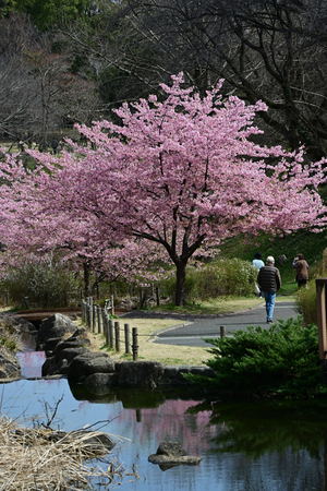 016_250314084 X900 〇保土ヶ谷公園 河津桜 Z50 Z18-140.jpg