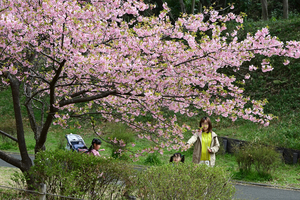 019_250314105 X900 ◎保土ヶ谷公園 河津桜 Z50 Z18-140.jpg