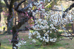004_250221028 X900 〇日比谷公園 G7X.jpg