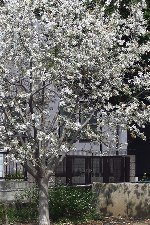 006_250327016 X900 峰岡公園 コブシ G7X.jpg