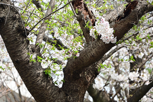 012_250328073 X900 YBP Z50 Z18-140.jpg