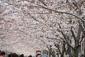 017_250405221 X900 ◎鶴岡八幡宮 Z50 Z18-140.jpg