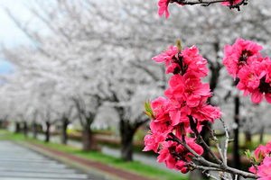 057_250404298 X900 ◎古河総合公園 Z50 Z18-140.jpg