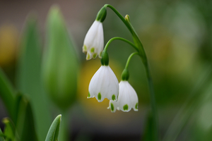 010_250328063 X900 帷子川 スズランスイセン Z50 Z18-140.jpg