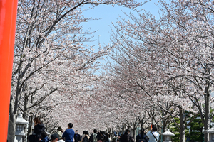 002_250405116 X900 ◎鶴岡八幡宮 段葛 Z50 Z18-140.jpg