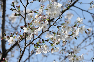 020_250328130 X900 峯小学校 ソメイヨシノ Z50 Z18-140.jpg