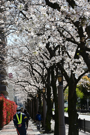 003_250404008 X900 〇染井吉野 水道道路 Z50 Z18-140.jpg