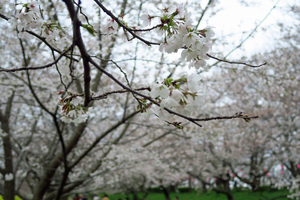 036_250402102 X900 〇幸手権現堂桜堤 G7X.jpg