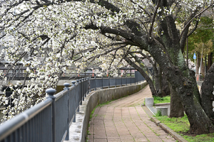 008_250328057 X900 帷子川 ヤマサクラ Z50 Z18-140.jpg