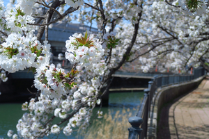 016_250404102 X900 ◎帷子川 G7X.jpg