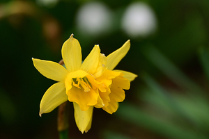 011_250328065 X900 帷子川 ラッパスイセン Z50 Z18-140.jpg