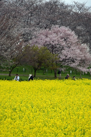022_250404152 X900 〇幸手権現堂桜堤 Z50 Z18-140.jpg