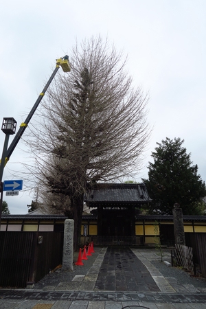 005_250402016 X900 川越 町並み 路地突き当り 養寿院  G7X.jpg