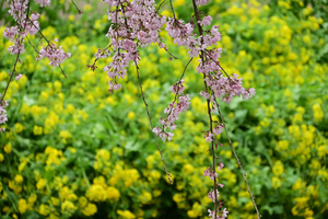 038_250404221 X900 ◎幸手権現堂桜堤 Z50 Z18-140.jpg