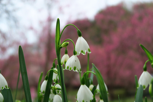 047_250402128 X900 〇古河公方公園 G7X.jpg
