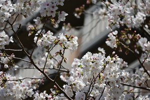 004_250404022 X900 〇染井吉野 水道道路 Z50 Z18-140.jpg
