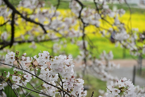 026_250404171 X900 〇幸手権現堂桜堤 Z50 Z18-140.jpg