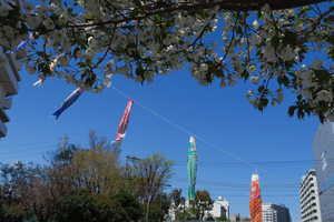 015_250404100 X900 ◎帷子川 G7X.jpg