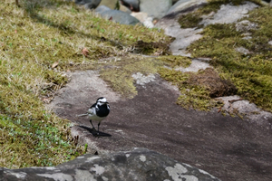 036_250405247t X900 ◎円覚寺 セグロセキレイ Z50 Z18-140.jpg