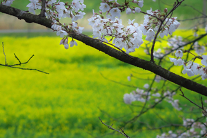 028_250402077m X900 幸手権現堂桜堤 G7X.jpg