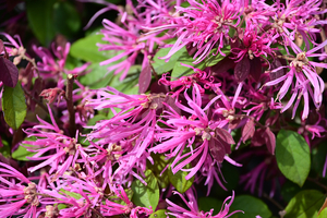 018_250328122 X900 アカバナトジワマンサク Z50 Z18-140.jpg