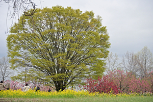 048_250404261 X900 ◎古河総合公園 Z50 Z18-140.jpg