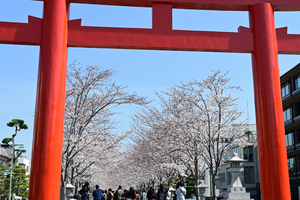 001_250405114 X900 ◎鶴岡八幡宮 段葛 Z50 Z18-140.jpg